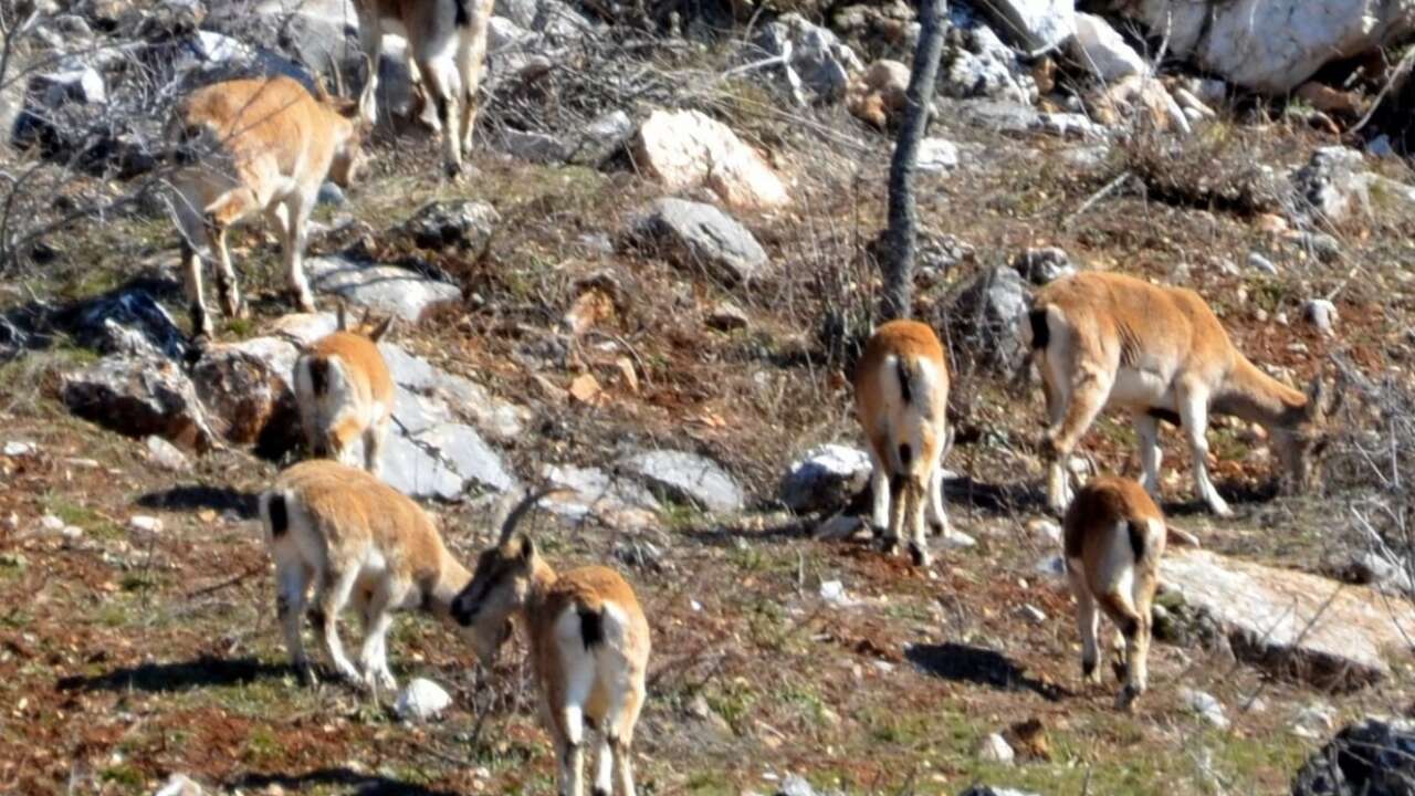 Akseki’de Yaban Keçisi Popülasyonu Artıyor 4